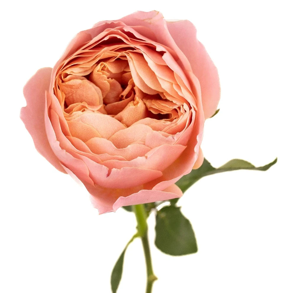 Romantic Antike Roses Garden - main