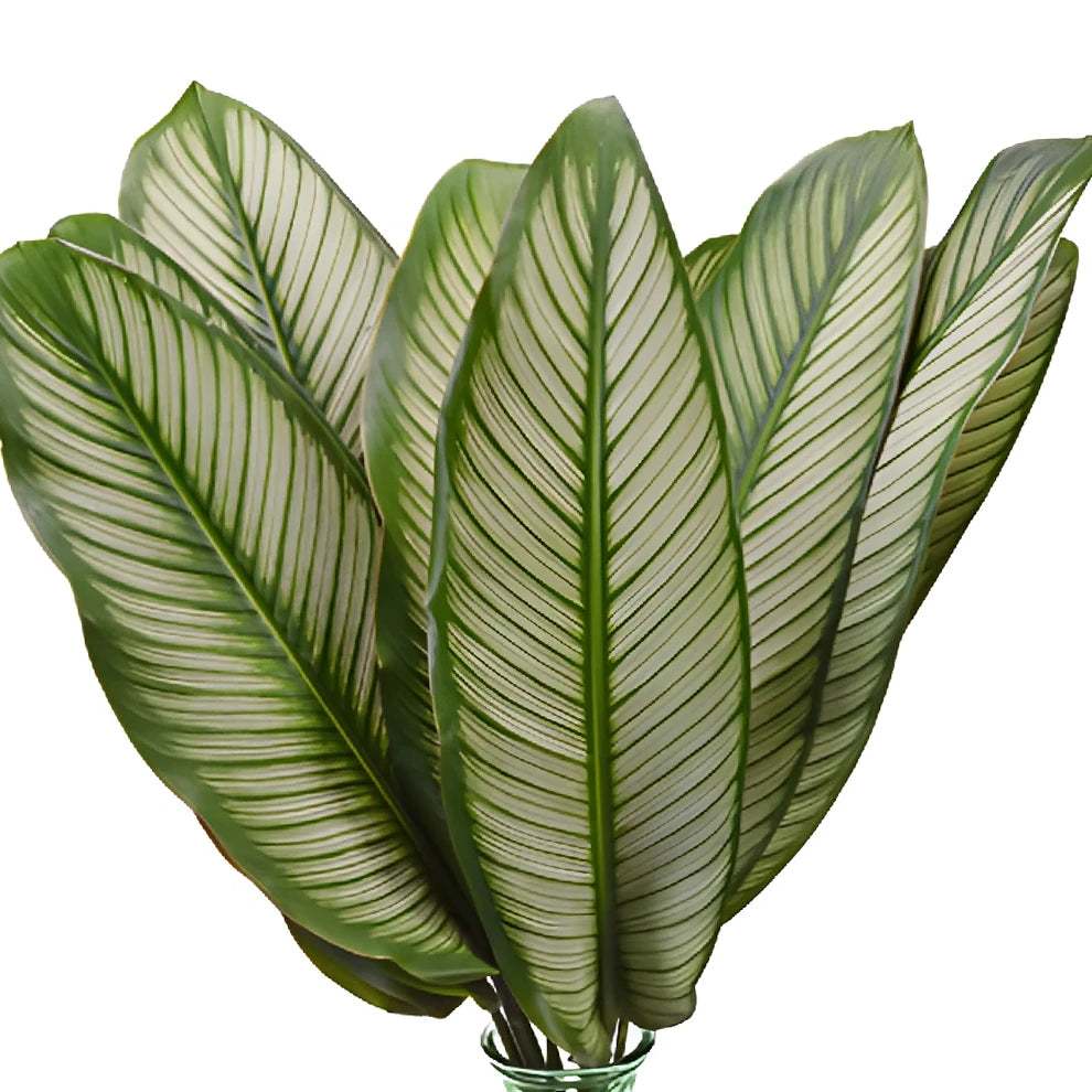 Calathea Greenery - alternative 3