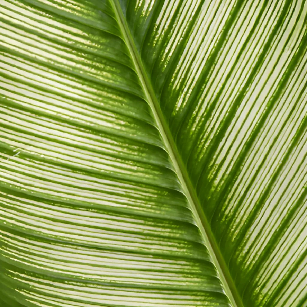 Calathea Greenery - main