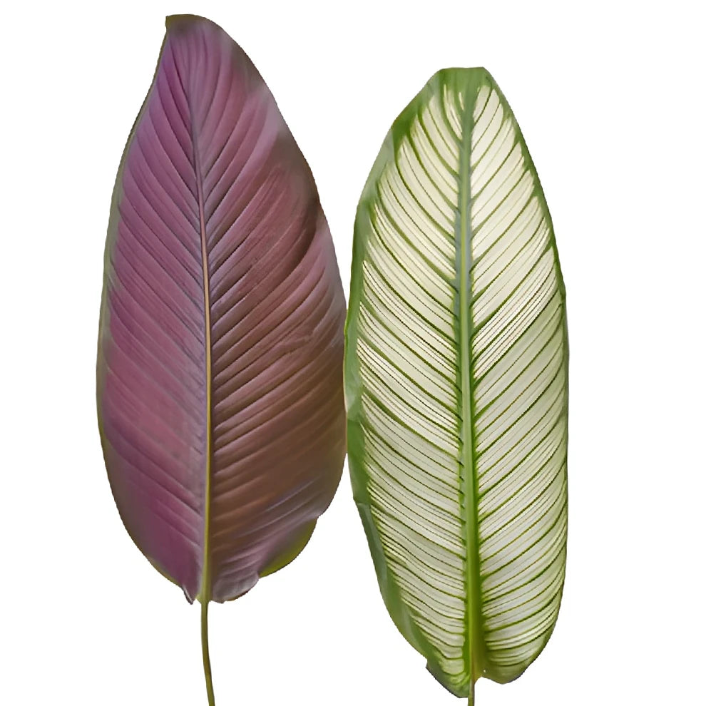 Calathea Greenery - alternative 1
