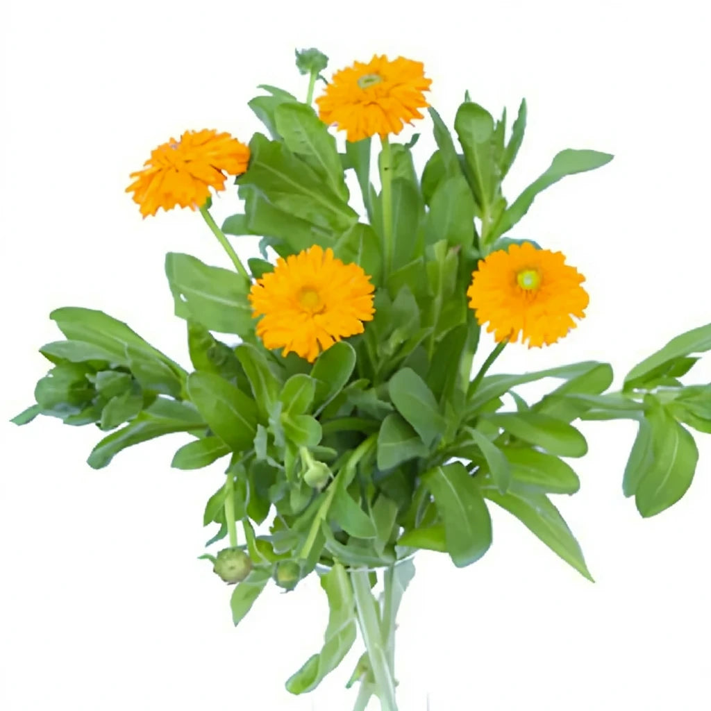 Orange Calendula - main