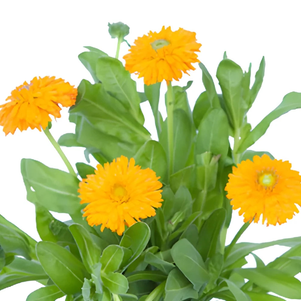 Orange Calendula - alternative 4