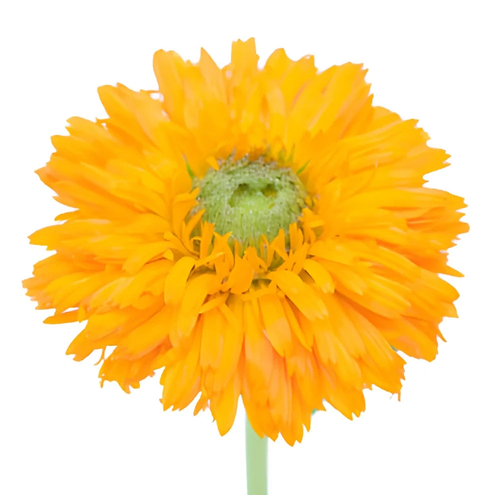 Orange Calendula - alternative 1