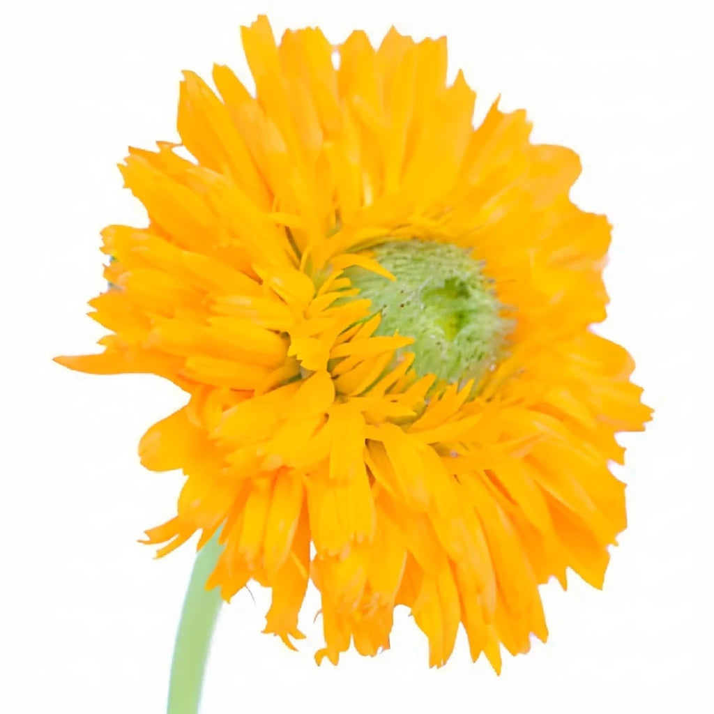 Orange Calendula - alternative 2