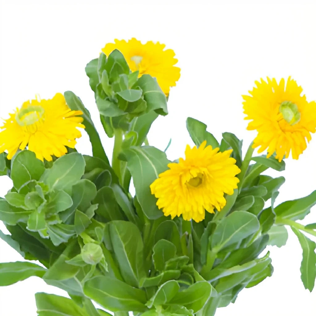 Yellow Calendula - alternative 1