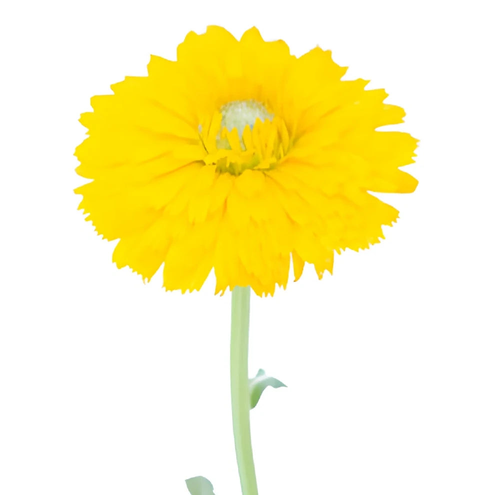 Yellow Calendula - alternative 3