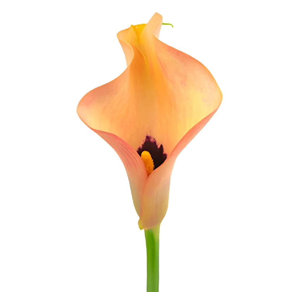 Coral Passion Calla Lily Mini - alternative 2