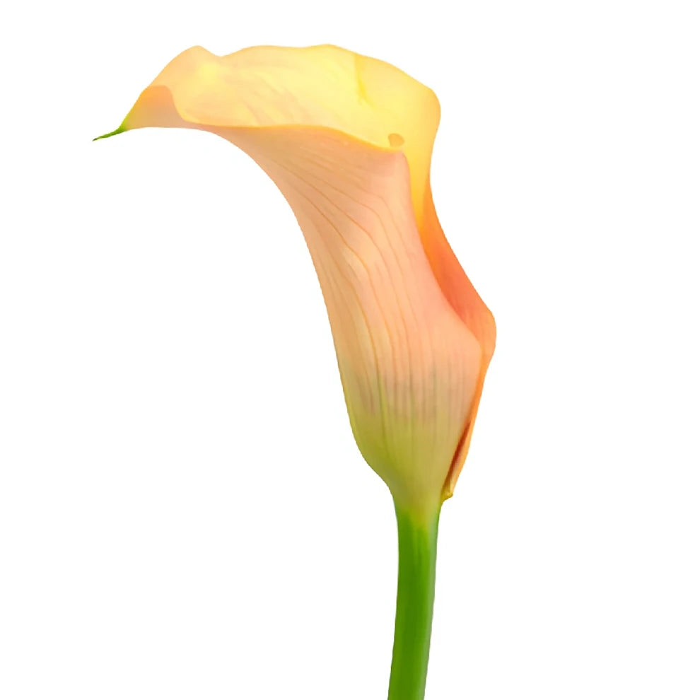 Coral Passion Calla Lily Mini - main