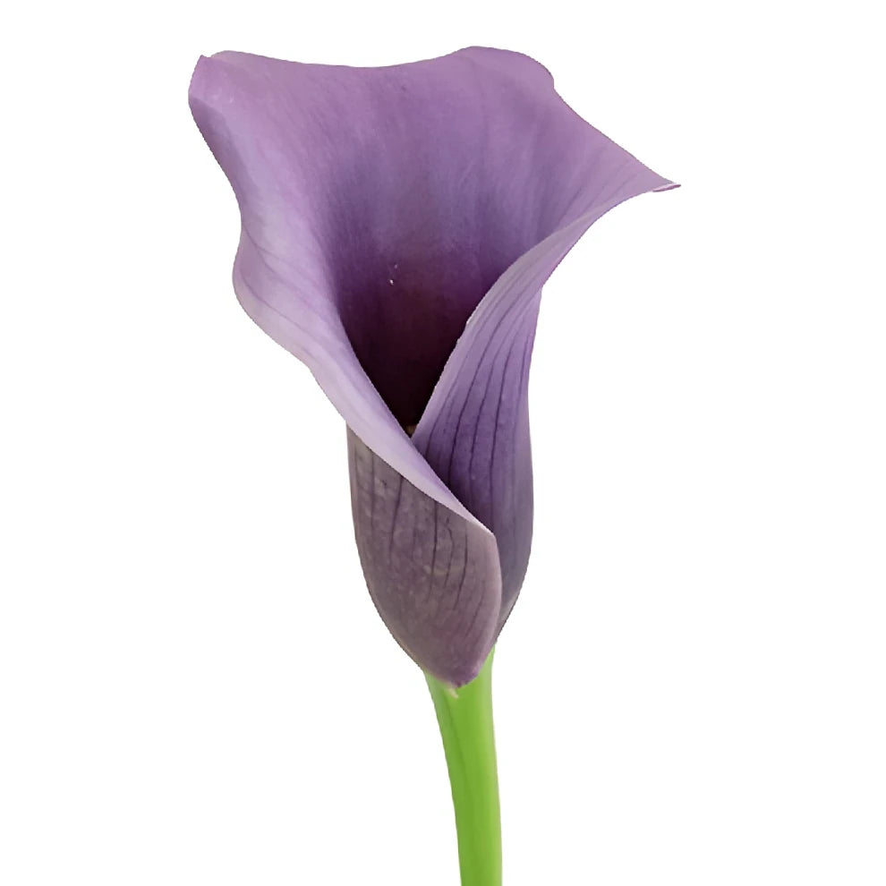 Paco Calla Lily Mini - alternative 1