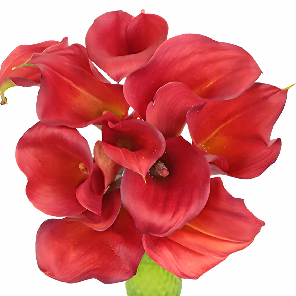 Red Calla Lily Mini - main