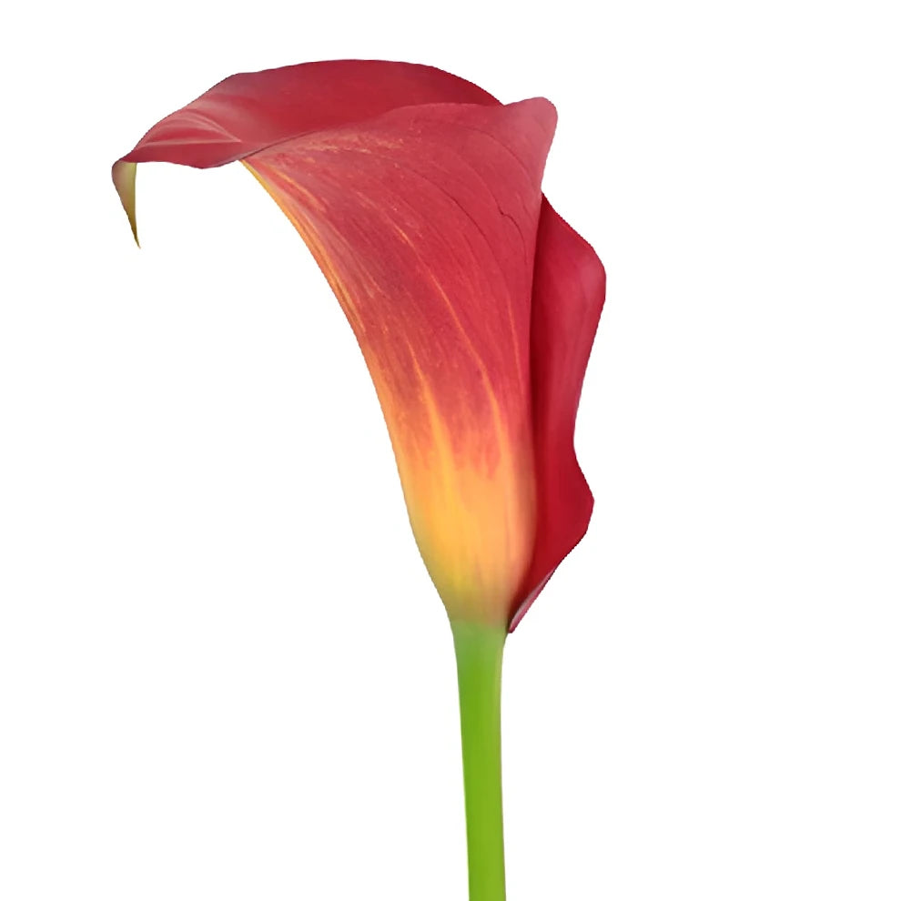 Red Calla Lily Mini - alternative 1