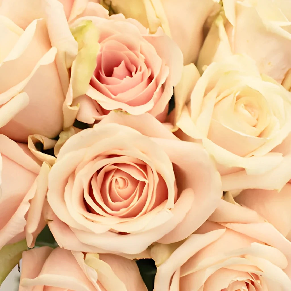 Bianca Candy Roses Standard - main