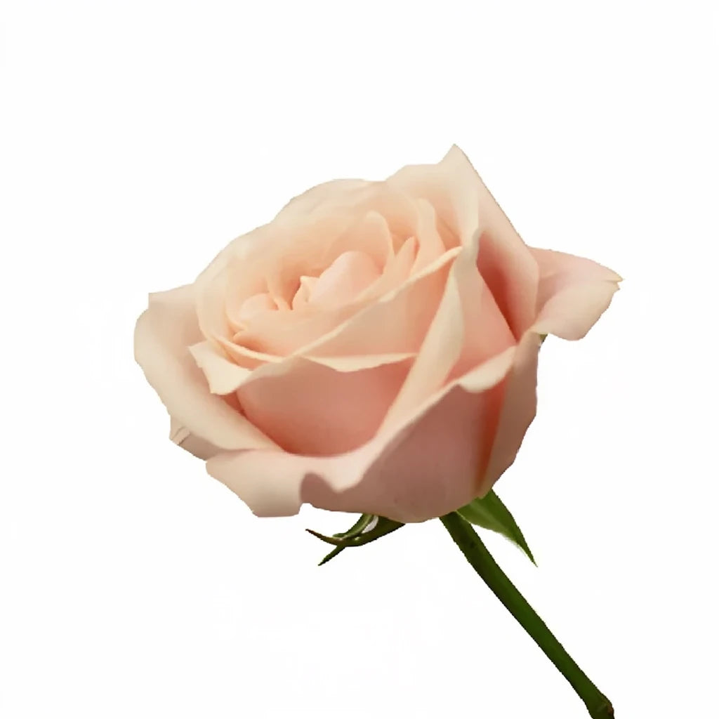 Bianca Candy Roses Standard - alternative 1
