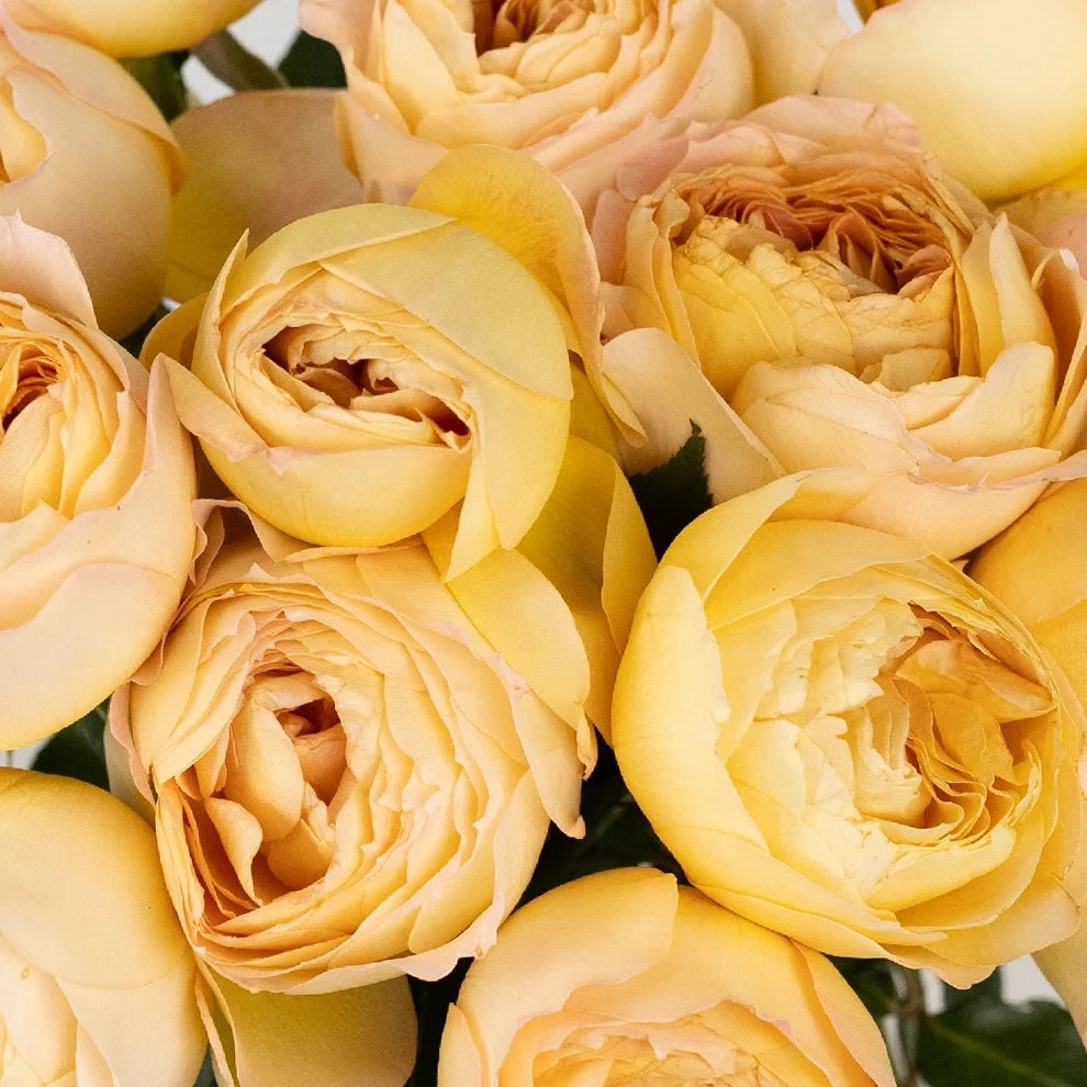 Caramel Antique Roses Garden - alternative 2
