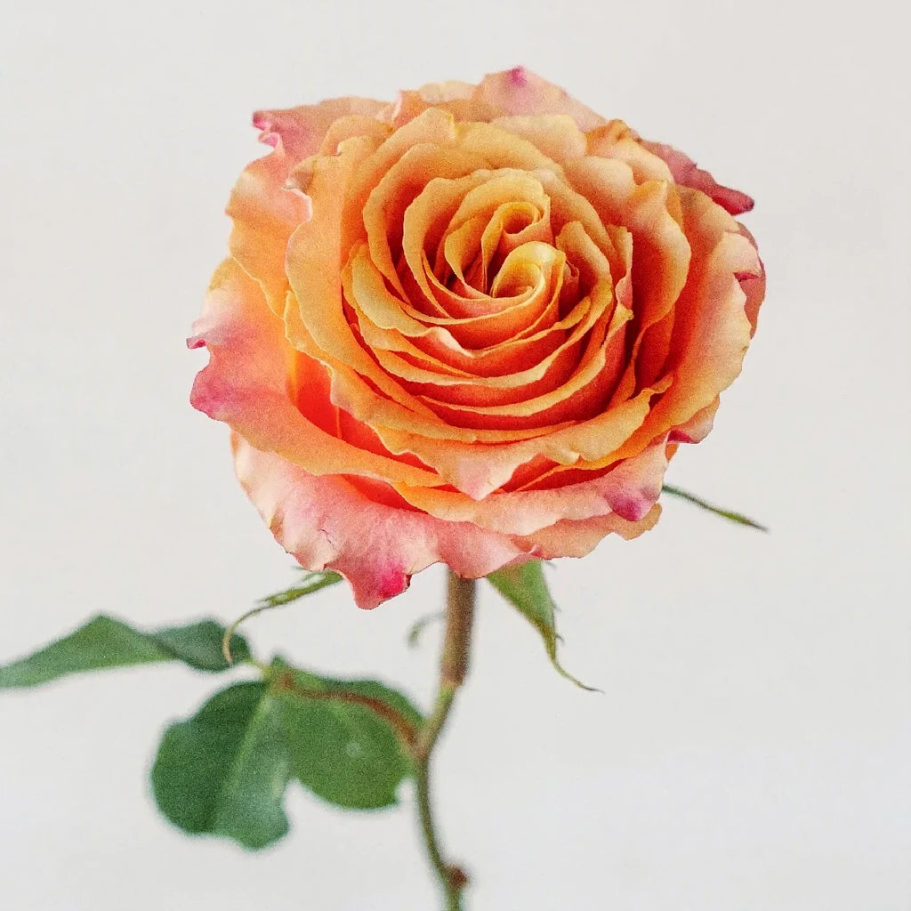 Carpe Diem Roses Standard - alternative 2