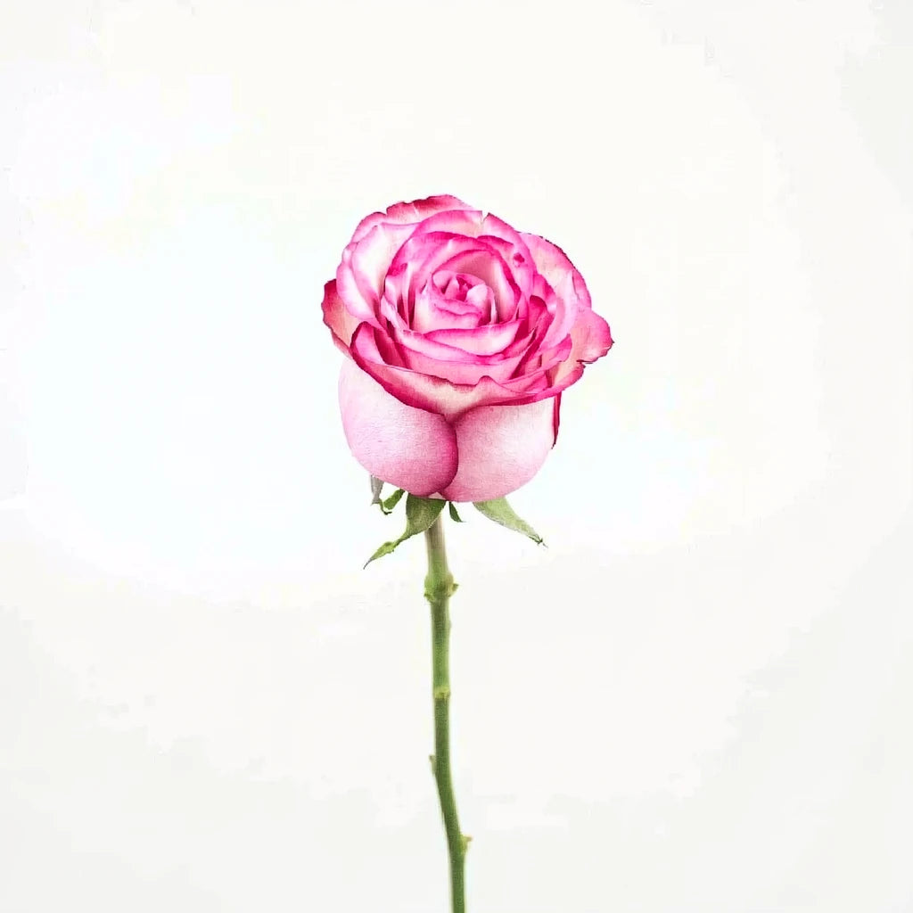 Duett Roses Standard - alternative 3
