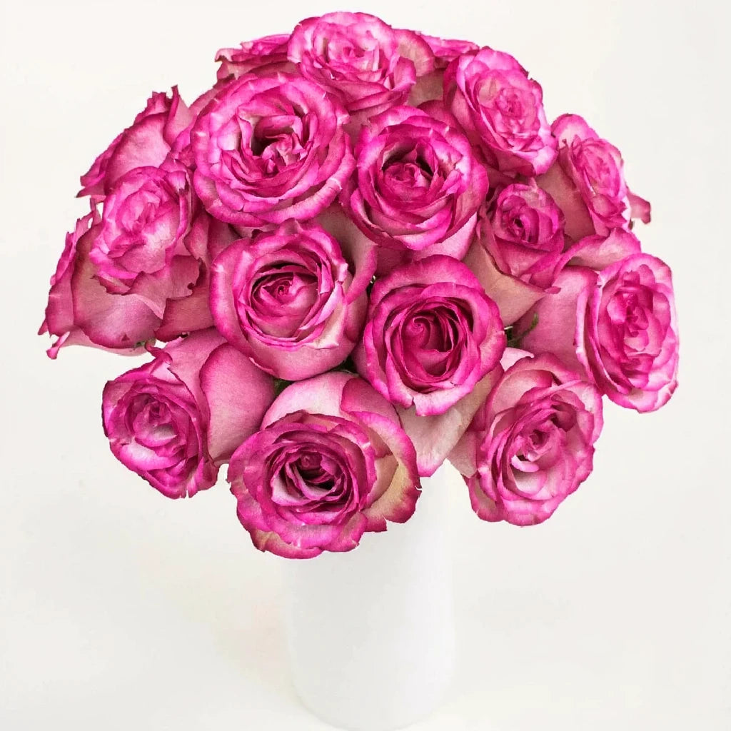 Paloma Roses Standard - main