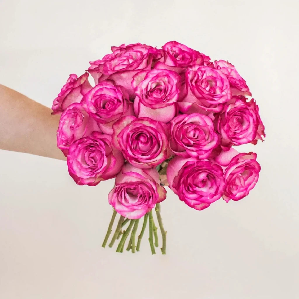 Paloma Roses Standard - alternative 1