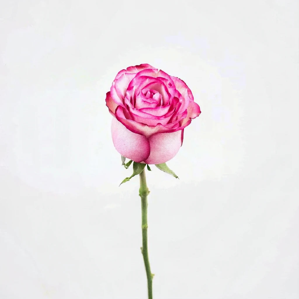 Carrousel Roses Standard - alternative 3