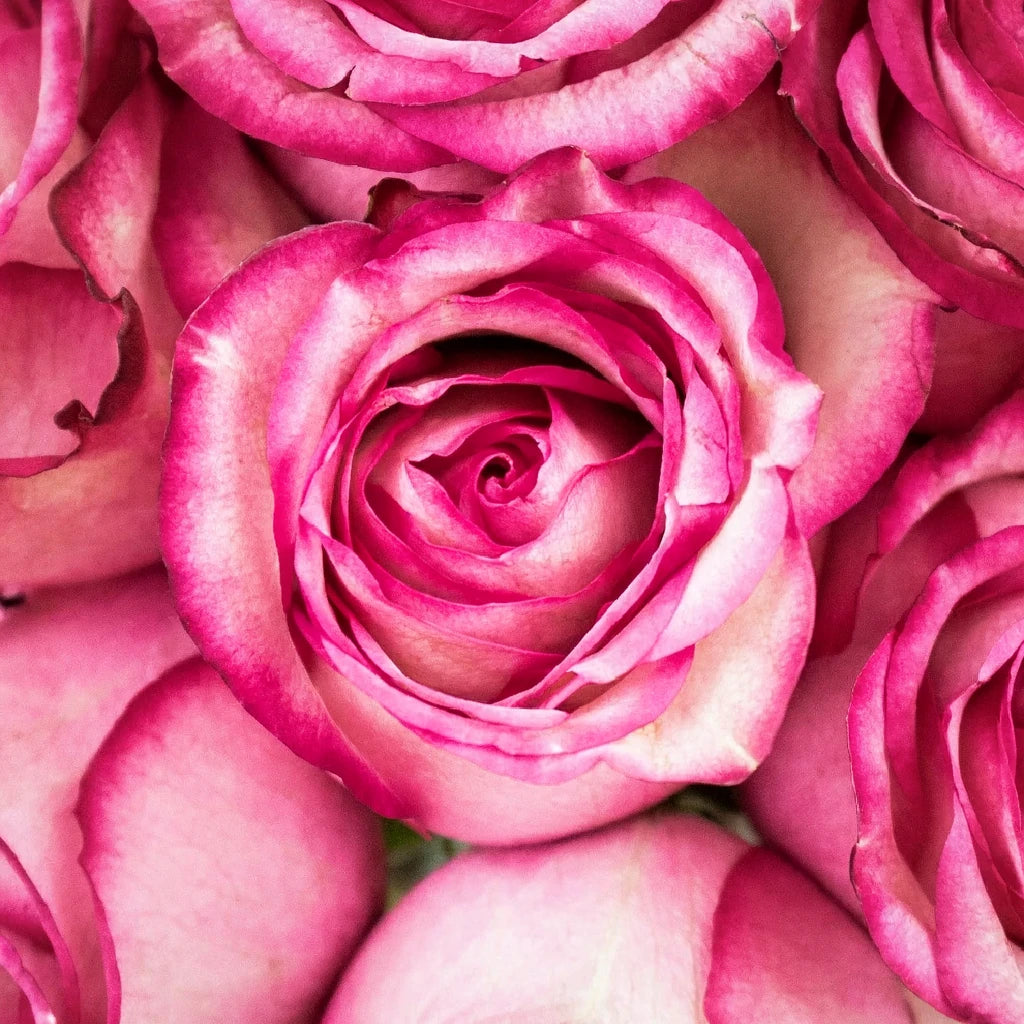 Raspberry Ice Roses Standard - alternative 2
