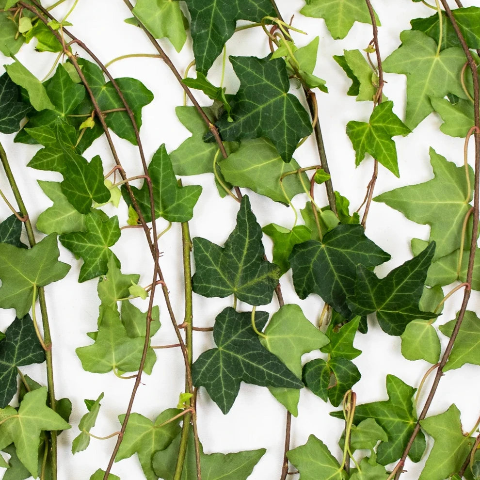 Ivy Green Greenery - alternative 2
