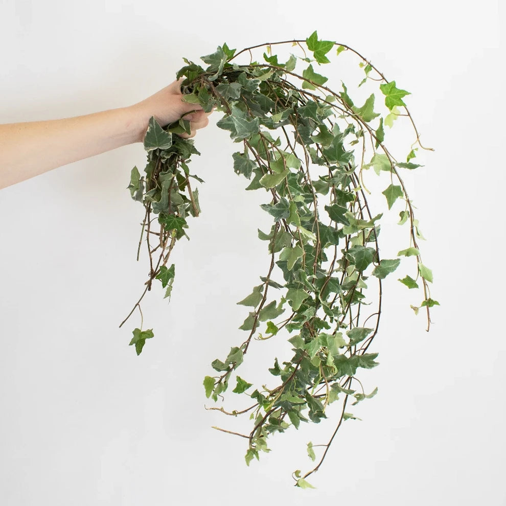 Ivy Variegated Greenery - main