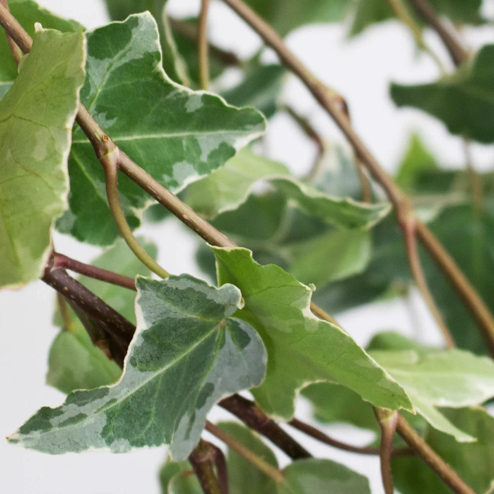 Ivy Variegated Greenery - alternative 1