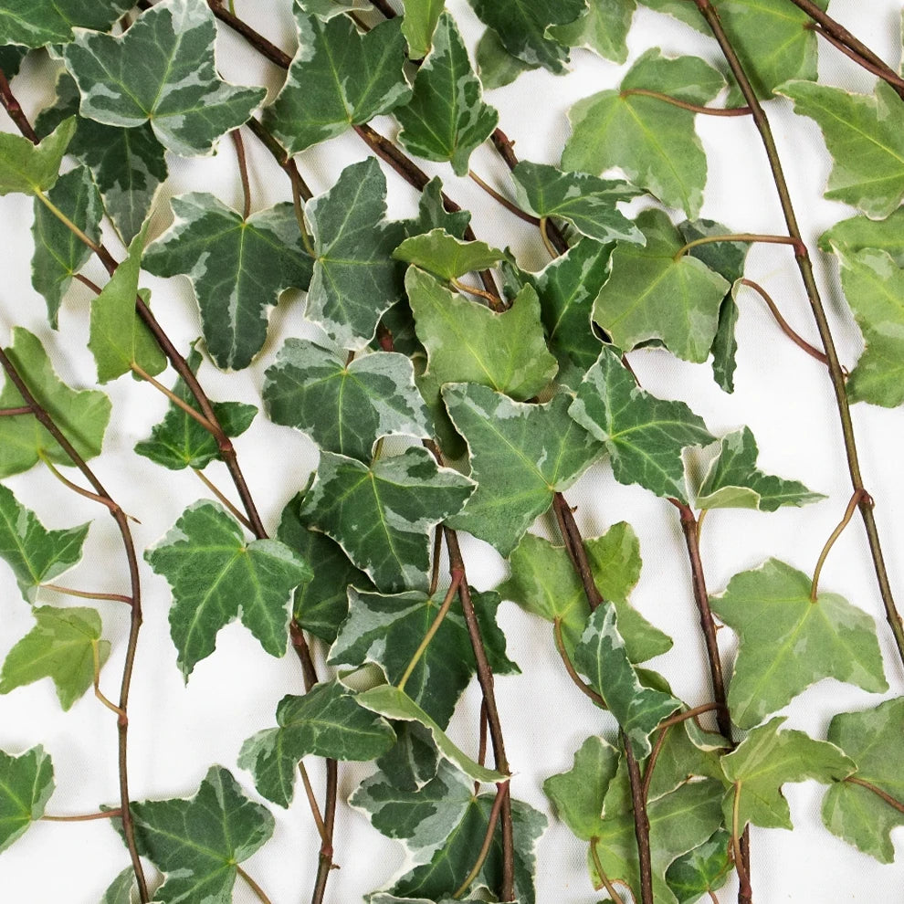 Ivy Variegated Greenery - alternative 2