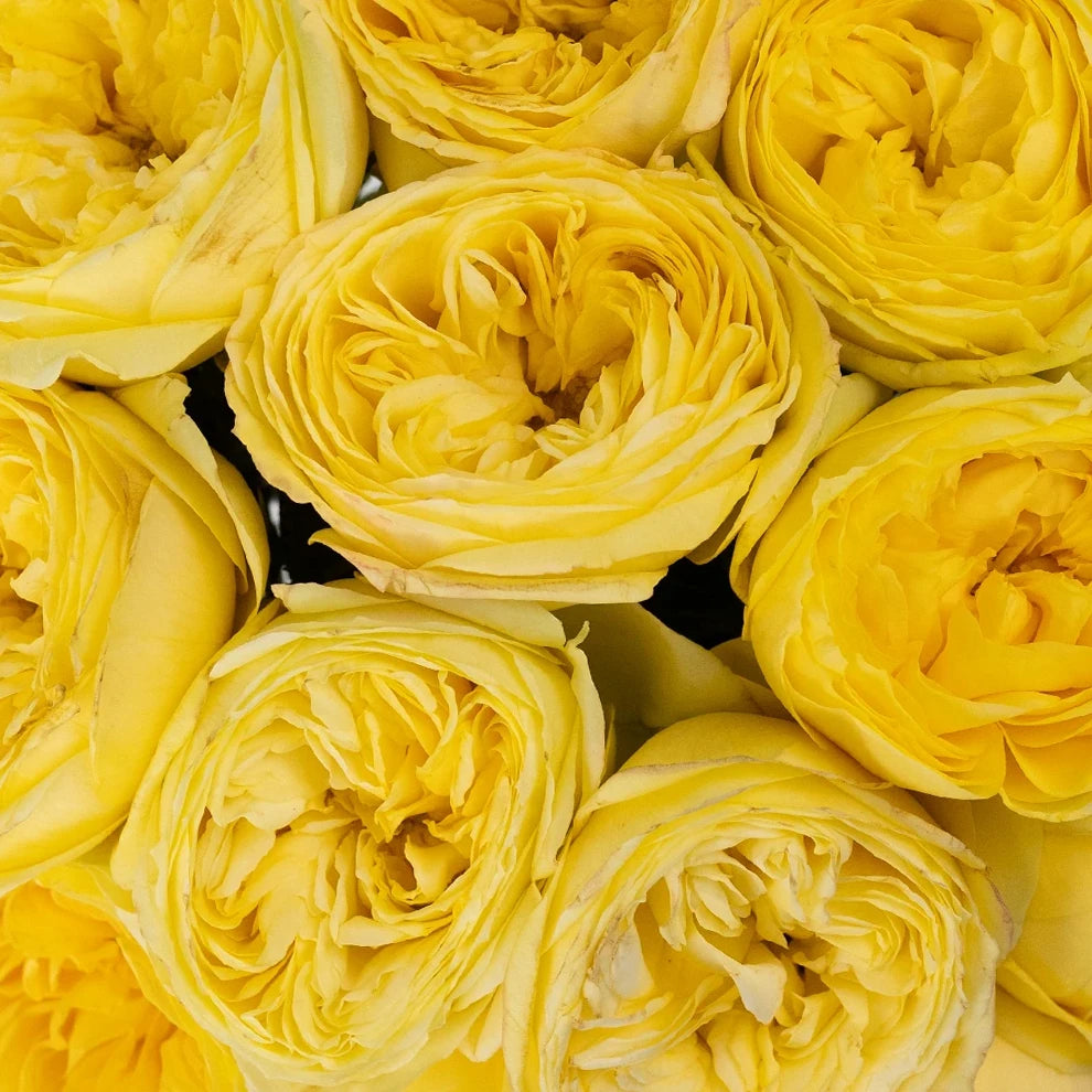 Catalina Roses Garden - main