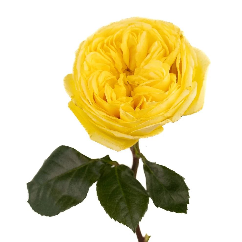 Catalina Roses Garden - alternative 1