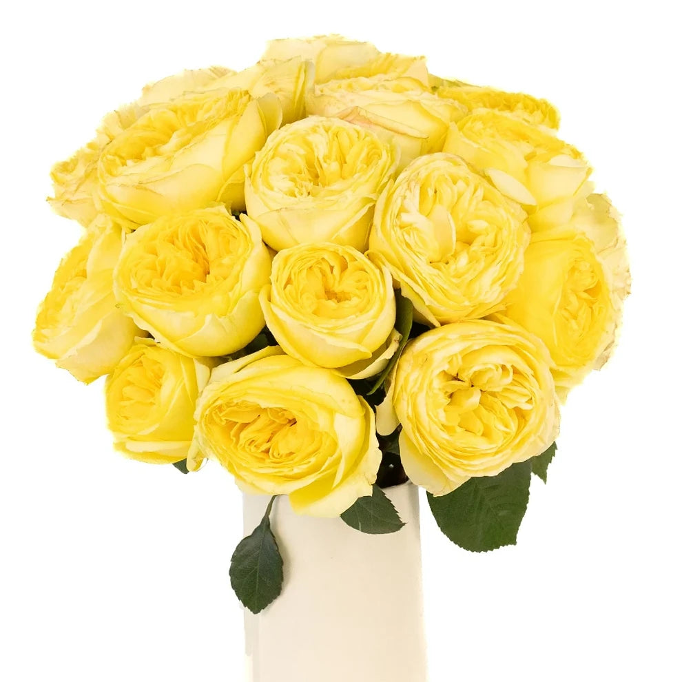 Catalina Roses Garden - alternative 2