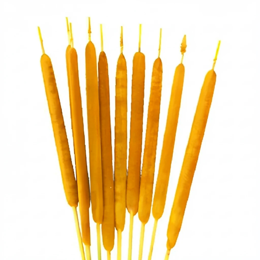 Yellow Cat Tails - alternative 1