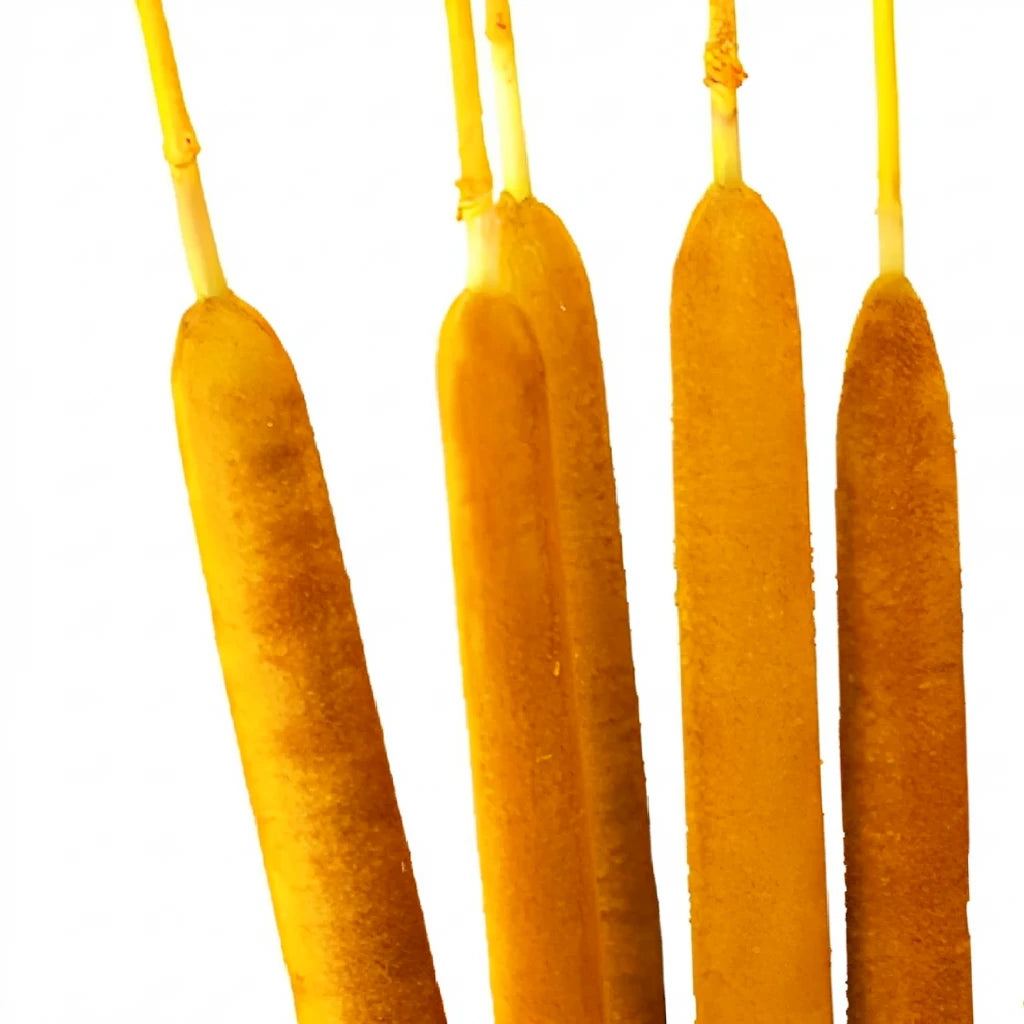 Yellow Cat Tails - main
