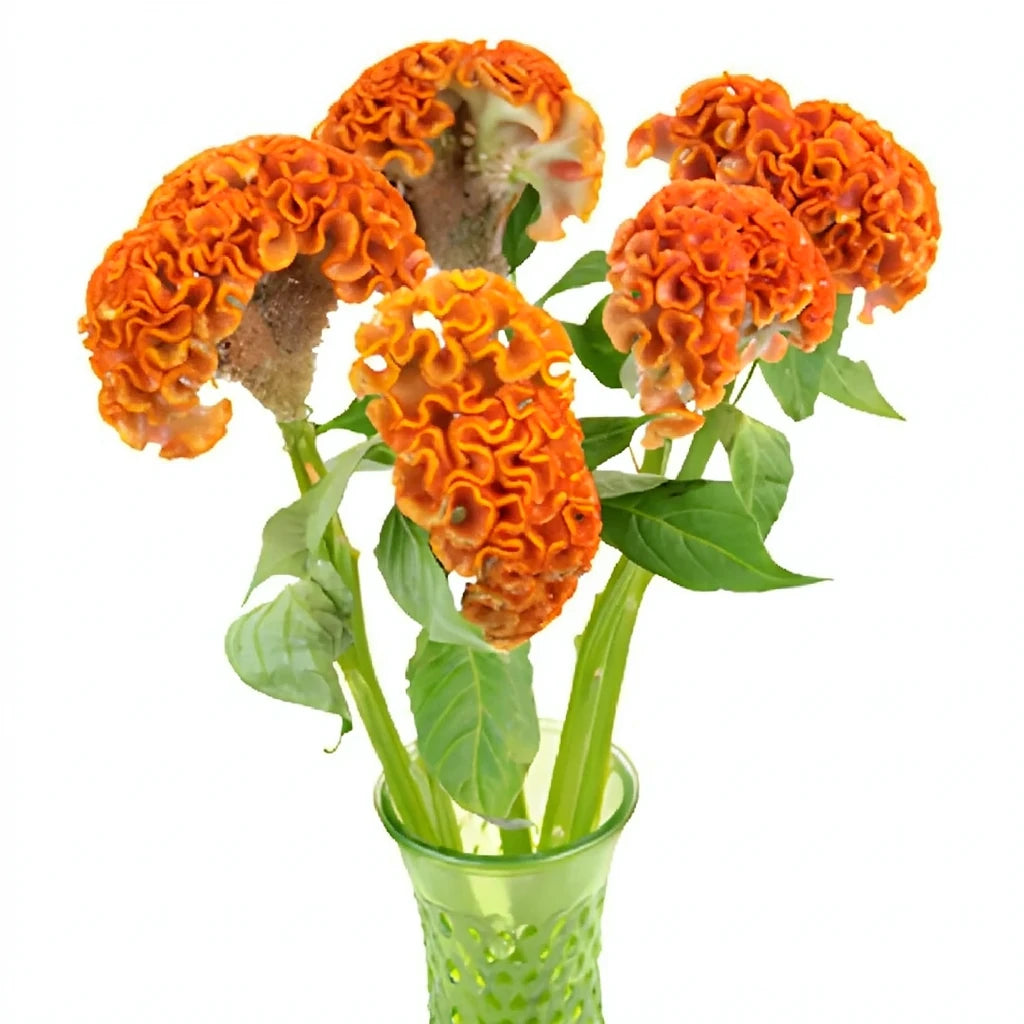 Orange Celosia Coxcomb - alternative 1