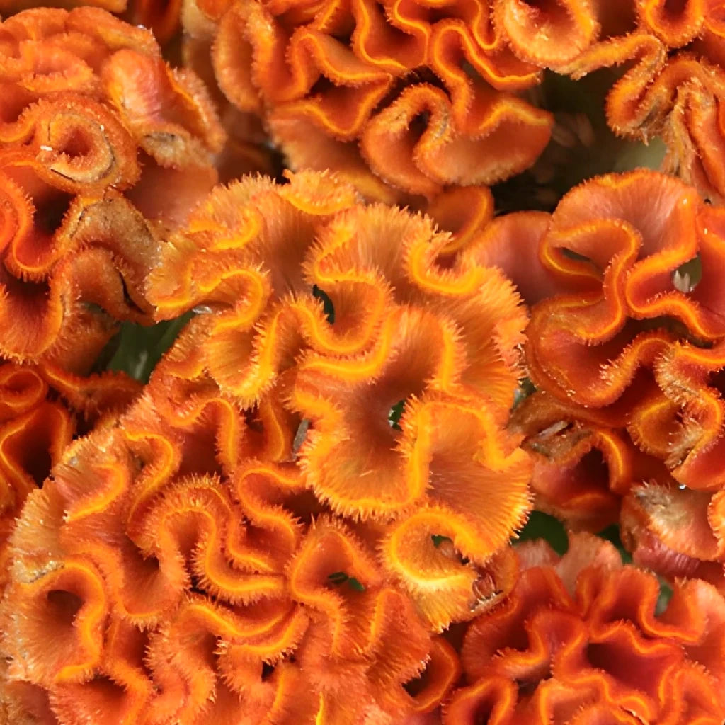 Orange Celosia Coxcomb - main