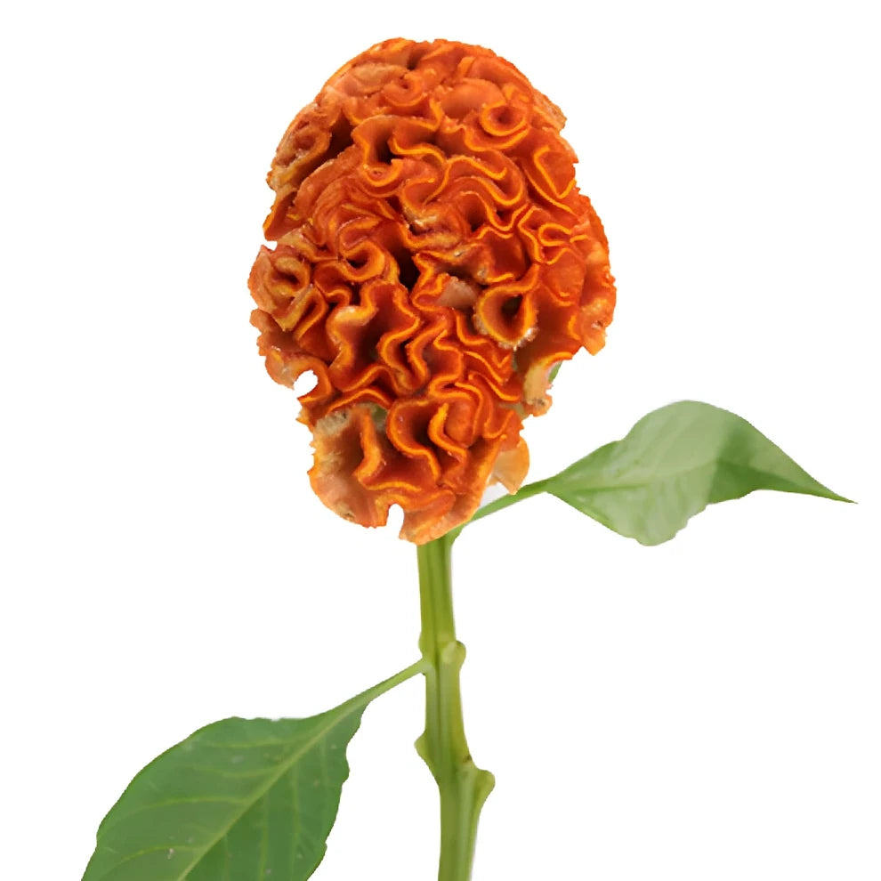 Orange Celosia Coxcomb - alternative 2
