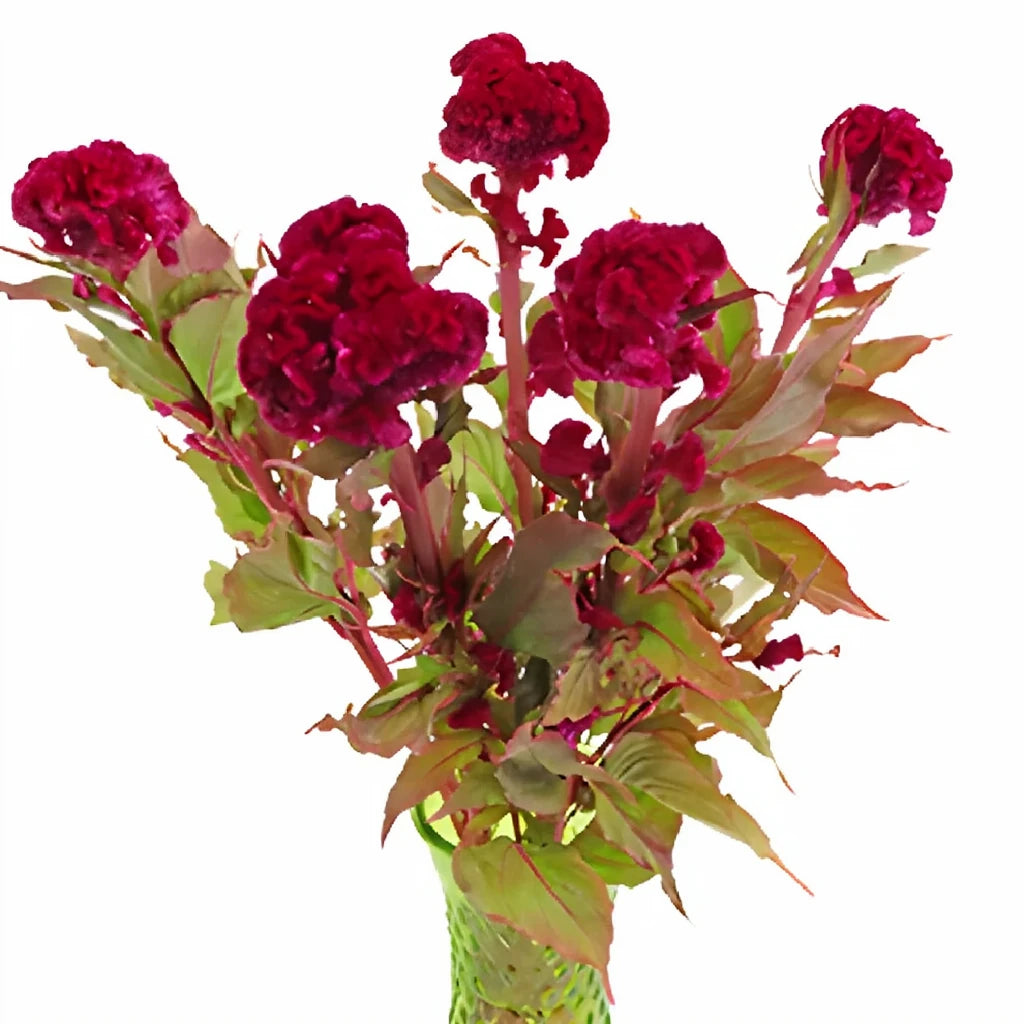 Burgundy Celosia Coxcomb - main