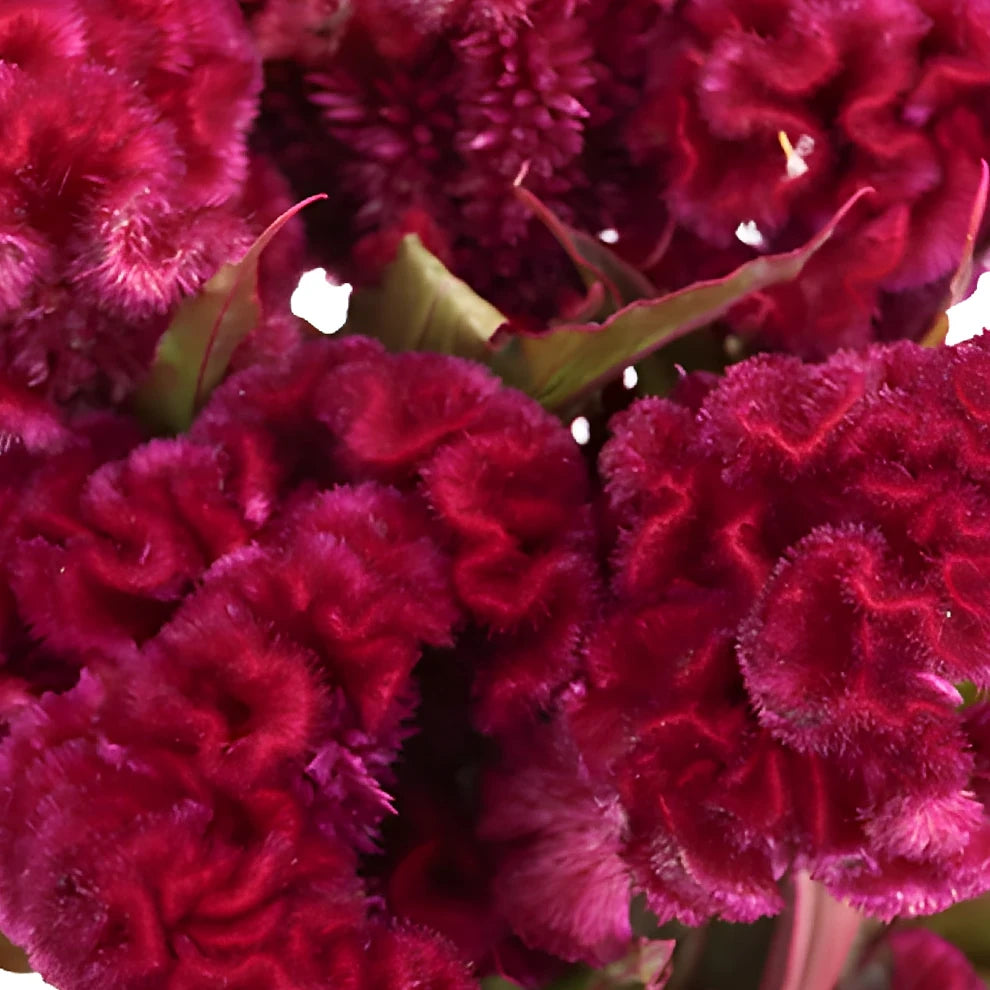 Burgundy Celosia Coxcomb - alternative 1