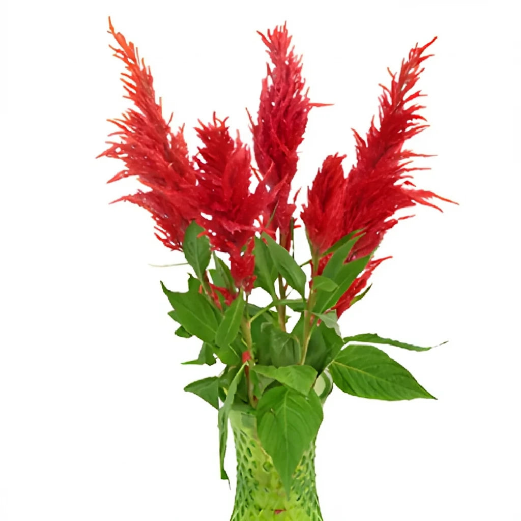 Red Celosia Feather - alternative 2
