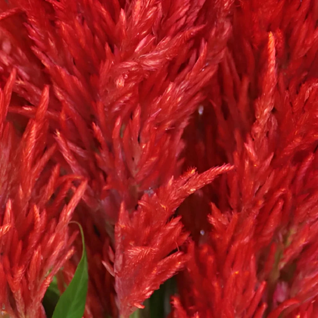 Red Celosia Feather - alternative 1