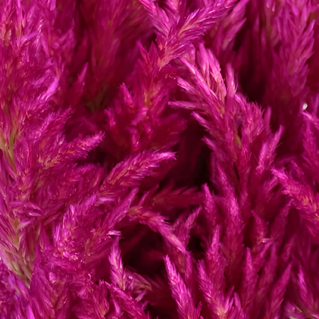 Pink Dark Celosia Feather - main