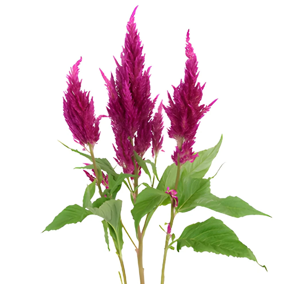 Pink Dark Celosia Feather - alternative 2