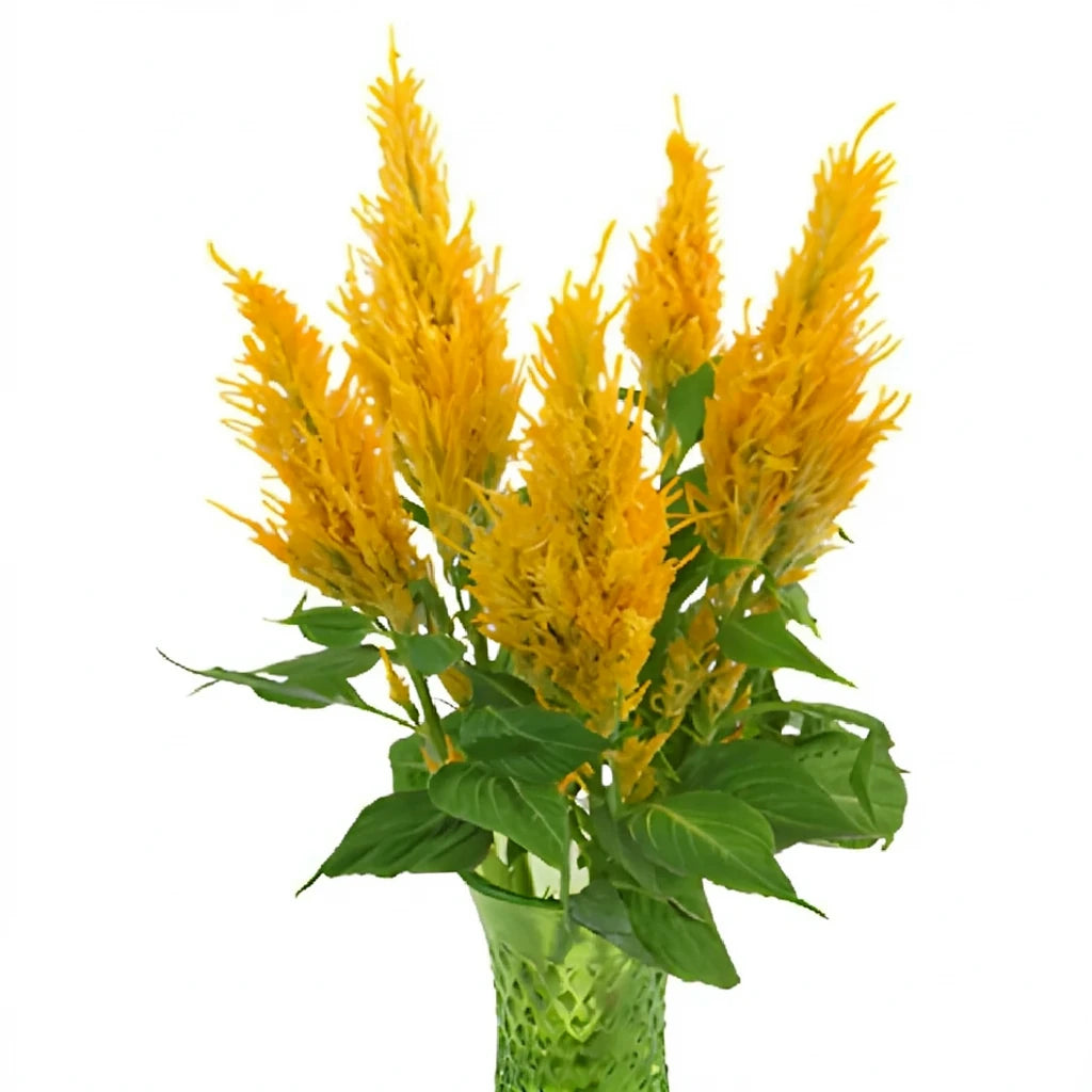 Yellow Celosia Feather - alternative 1