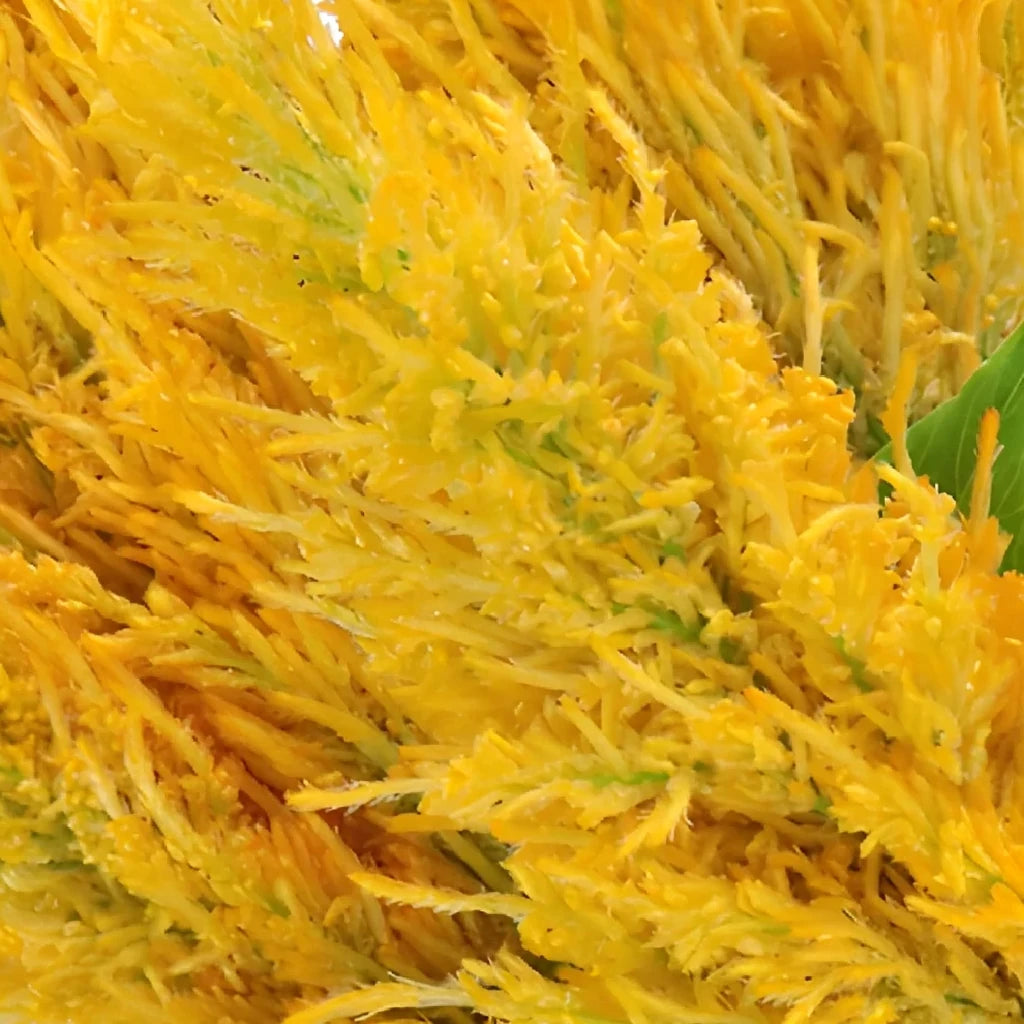 Yellow Celosia Feather - main