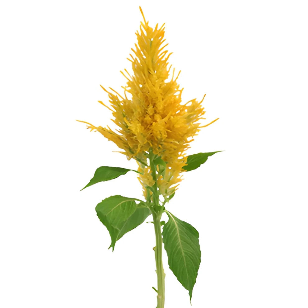 Yellow Celosia Feather - alternative 3