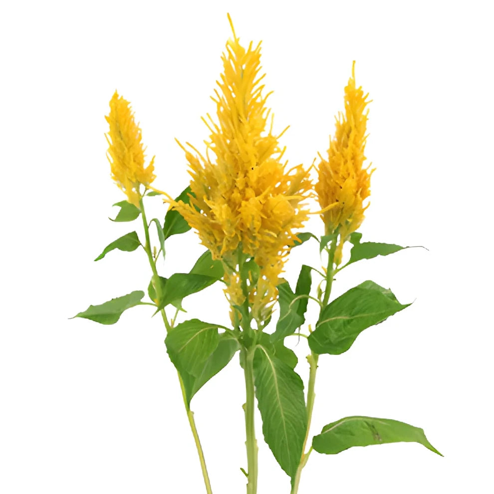 Yellow Celosia Feather - alternative 2