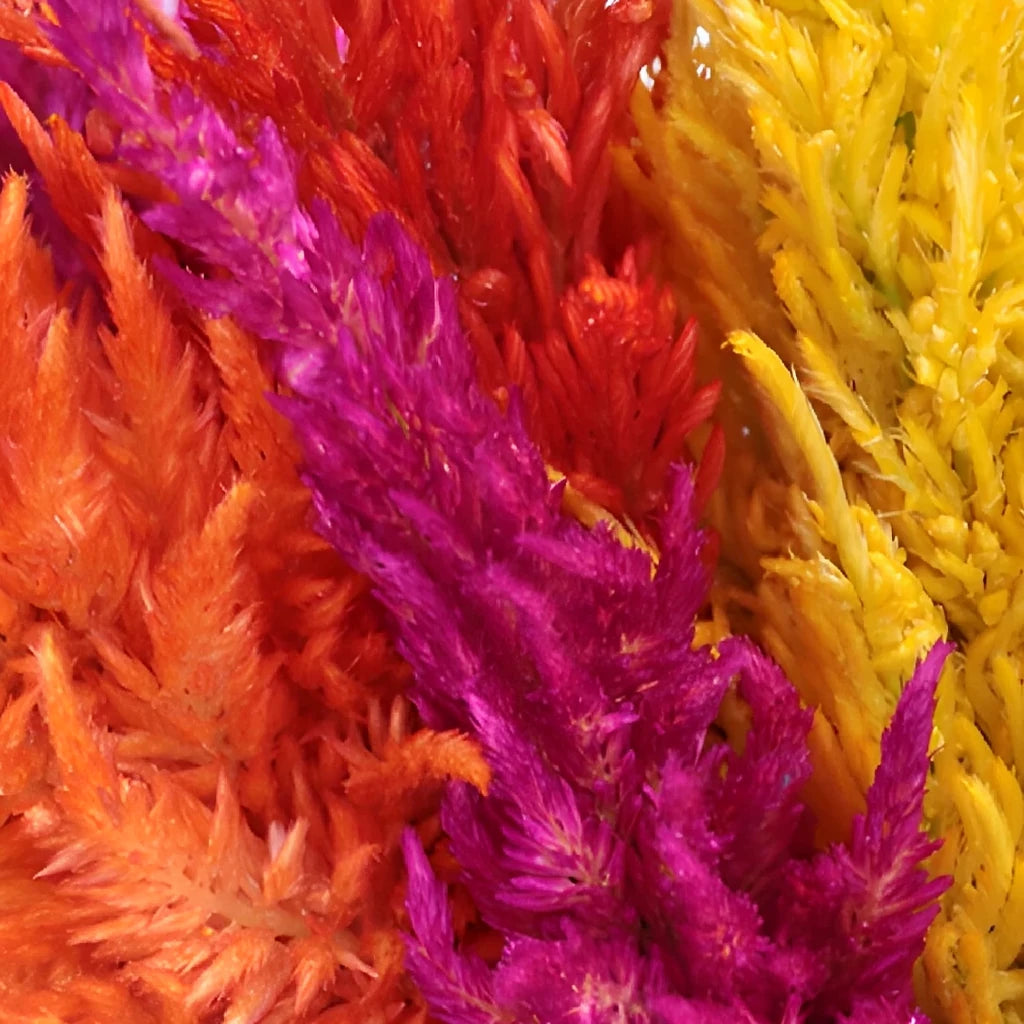 Assorted Celosia Feather - alternative 1