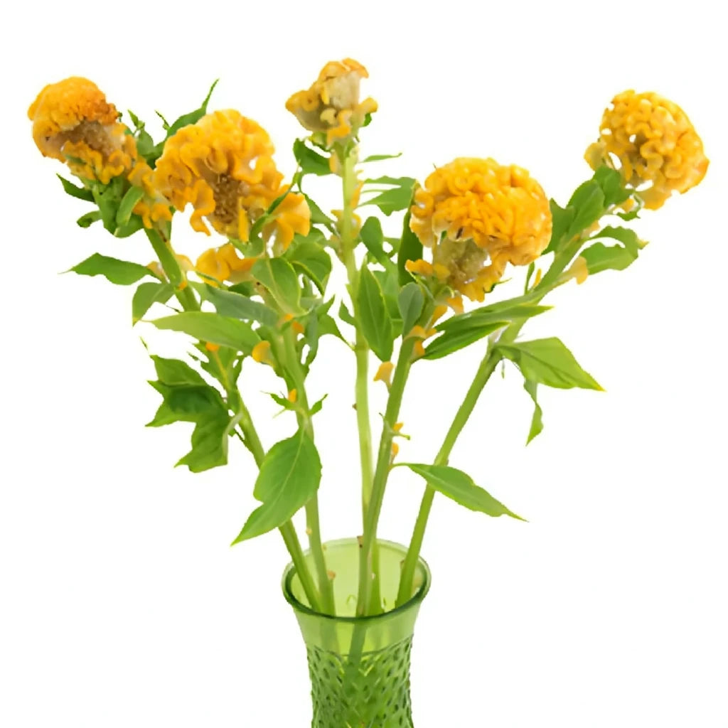 Yellow Celosia Coxcomb - alternative 3