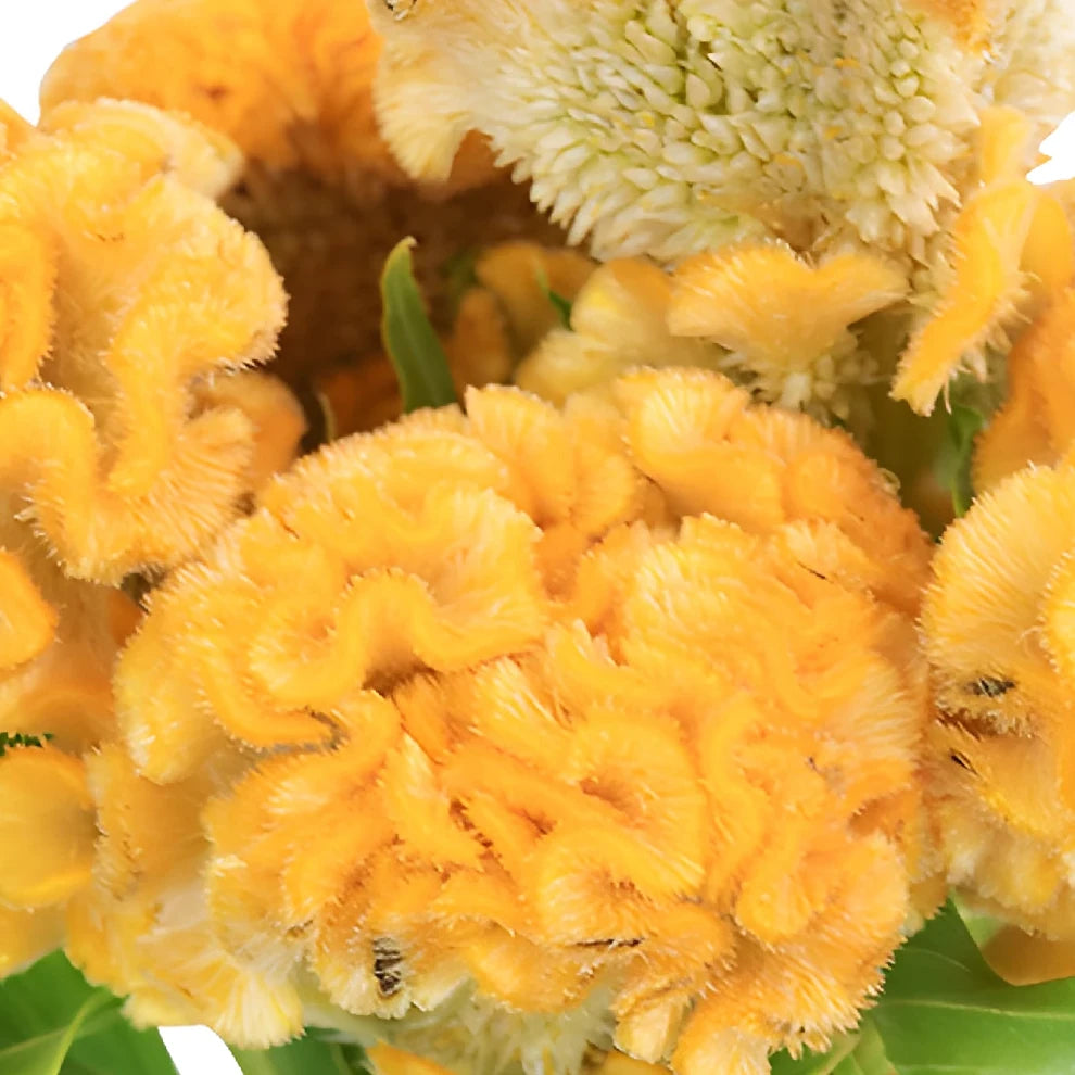 Yellow Celosia Coxcomb - alternative 1