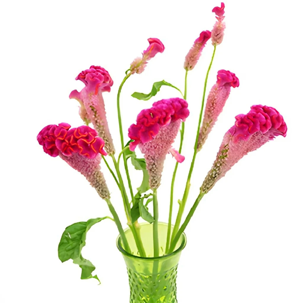 Pink Hot Celosia Coxcomb - main
